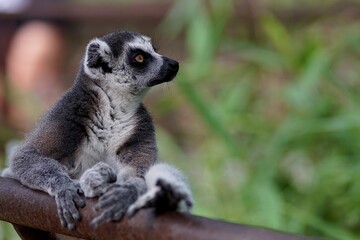 Foto di un Lemure
