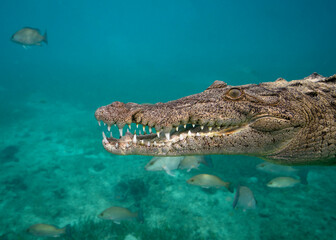 American Crocodile (Crocodylus acutus) in Queen's Gardens, Cuba, Caribbean.