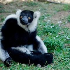 Foto di un Lemure
