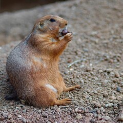 Foto di un Cane della Prateria