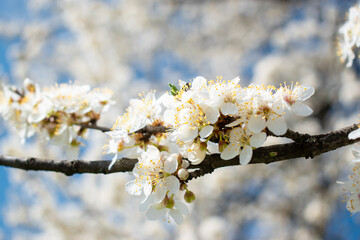 cherry tree blossom