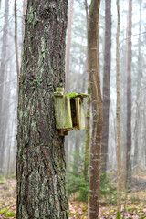 odl broekn bird house hanging on tree trunk