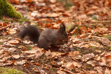 Eichhörnchen mit Nuss im Herbstwald