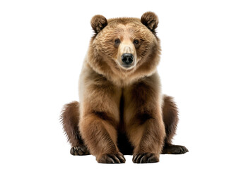 Grizzly bear isolated on white, transparent background, PNG, generative ai	