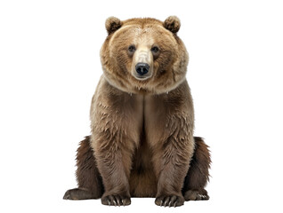 Fototapeta premium Grizzly bear isolated on white, transparent background, PNG, generative ai 