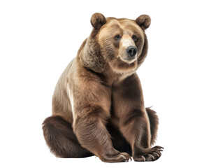 Grizzly bear isolated on white, transparent background, PNG, generative ai	