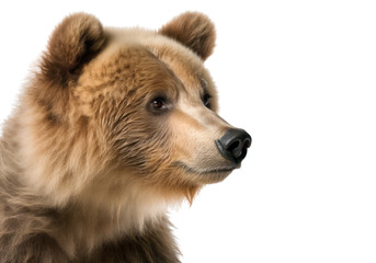 Grizzly bear isolated on white, transparent background, PNG, generative ai	