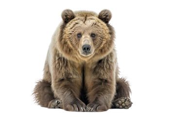 Grizzly bear isolated on white, transparent background, PNG, generative ai	