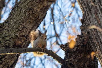 Curious squirrel with grey fur on an autumn tree. Bottom view. Selective focus