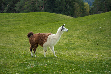 Lama, S&uuml;dtirol
