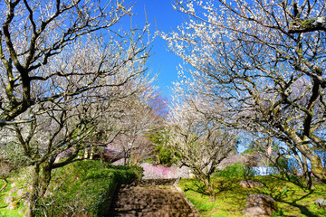 静岡県熱海市　熱海梅園