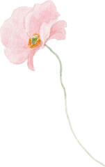 Watercolor hand drawn flower png illustration. Floral clipart on transparent background. 
