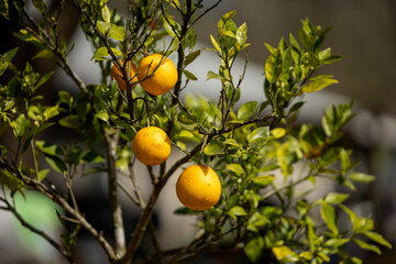 Ripe Florida oranges on the tree in spring