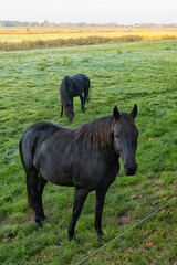 Fototapeta premium Two black horses in a meadow