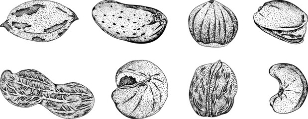 Vector hand drawn nuts. Engraving illustration with different sort of nuns. Walnut, macadamia, cashew, hazelnut, peanut, pistachio, almond, pecan
