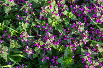 Pink flowers of spotted nettle Lamium maculatum. Medicinal plants in the garden. Purple flowering plants gather on a summer day.