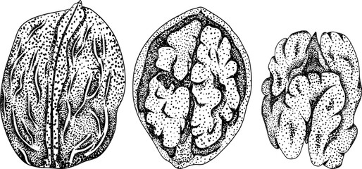 Walnut. Vector hand drawn nuts. Engraving illustration with different sort of nuns.