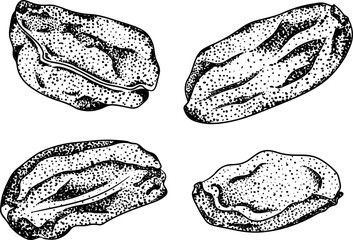 Pistachio. Vector hand drawn nuts. Engraving illustration with different sort of nuns.