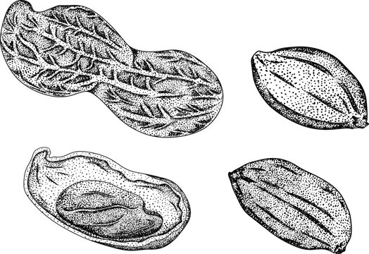 Peanut. Vector hand drawn nuts. Engraving illustration with different sort of nuns.