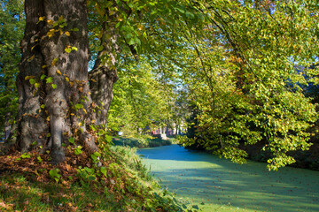 Old trees in the park, castle Wissen, Weeze, Germany