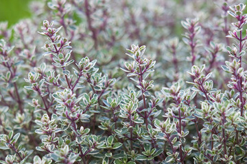 thyme in a garden