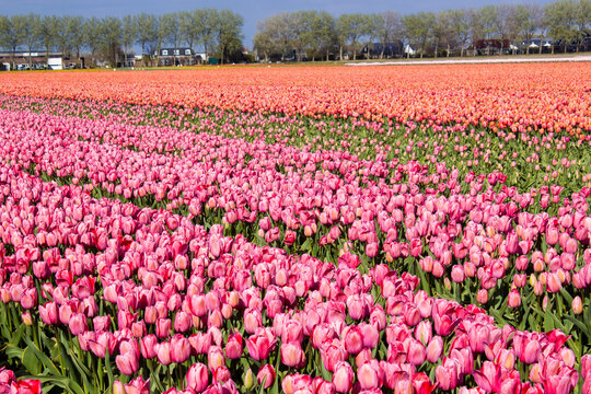 tulip field in the Netherlands - colorful  tulips