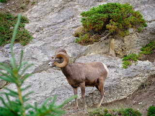 Obraz premium Mountin sheep rams travel along very thin rocky cliffs in the Canadian Rockies blending in to their environment