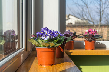 African violet. Home mini potted plants on the windowsill. Flowering saintpaulias. Selective focus