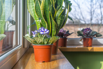 African violet. Home mini potted plants on the windowsill. Flowering saintpaulias. Selective focus