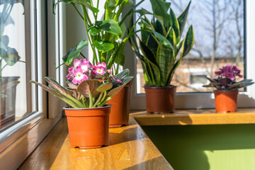 African violet. Home mini potted plants on the windowsill. Flowering saintpaulias. Selective focus