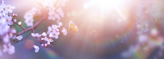 Spring Flowers and Fly Butterfly; Cherry Tree Blossoms On  With Defocused Sunlight Background- The...