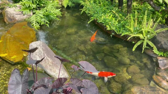 Koi fishes in the pond for relaxation, stock footage