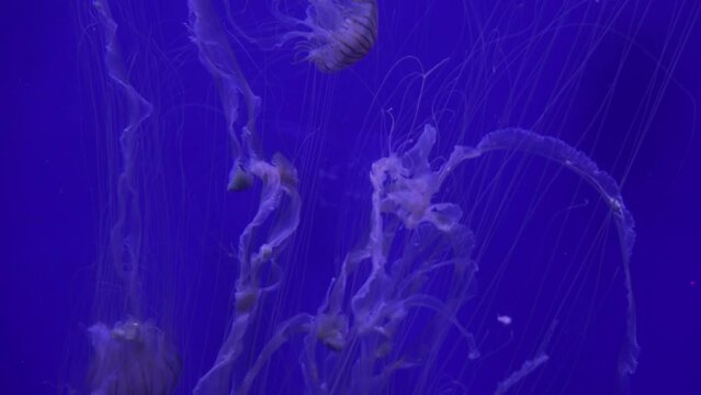 Japanese Sea Nettle (Chrysaora Pacifica), They Can Pulsate With Visual Grace, Reduce Noise , Pro Rez 422   