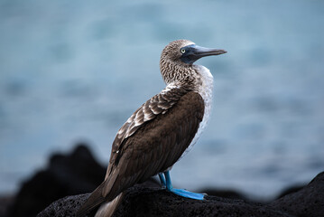Profile of a blue-footed boogie in the Galápagos Islands.