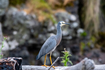 Heron in Ecuador