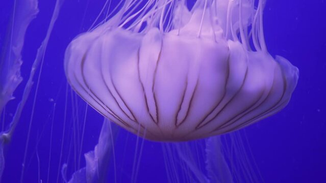 Japanese Sea Nettle (Chrysaora Pacifica), Stinging Cells Are Called Nematocysts, Reduce Noise , Pro Rez 422   