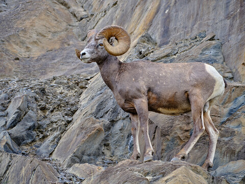 Mountin sheep rams travel along very thin rocky cliffs in the Canadian Rockies blending in to their environment