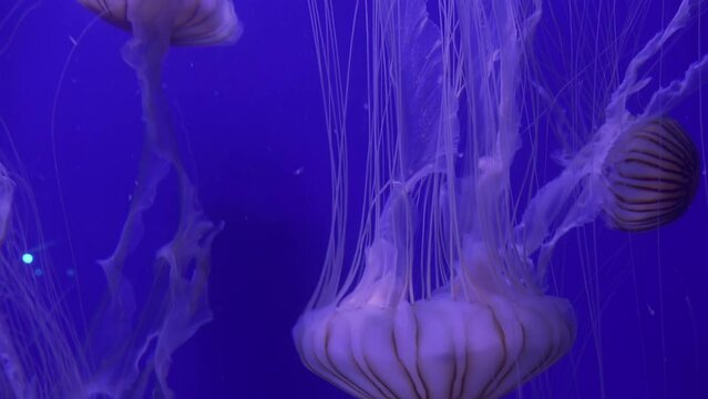 Japanese Sea Nettle (Chrysaora Pacifica), The Stings Are Painful But Harmless, Reduce Noise , Pro Rez 422   