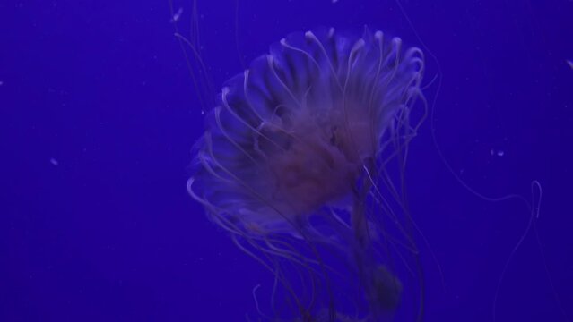 Chrysaora Pacifica, Tentacles With Stinging Cells Hang From The Bell,, Reduce Noise , Pro Rez 422   