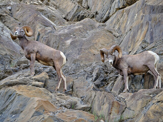 Mountin sheep rams travel along very thin rocky cliffs in the Canadian Rockies blending in to their environment - 583127718