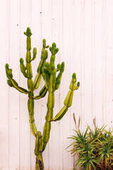 Euphorbia candelabra cactus and white planks in a garden