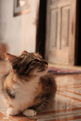 The cat (Felis catus) is a domestic species of small carnivorous mammal. It is the only domesticated species in the family Felidae and is commonly referred to as the domestic cat or house cat to