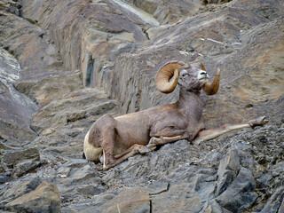 Mountin sheep rams travel along very thin rocky cliffs in the Canadian Rockies blending in to their environment