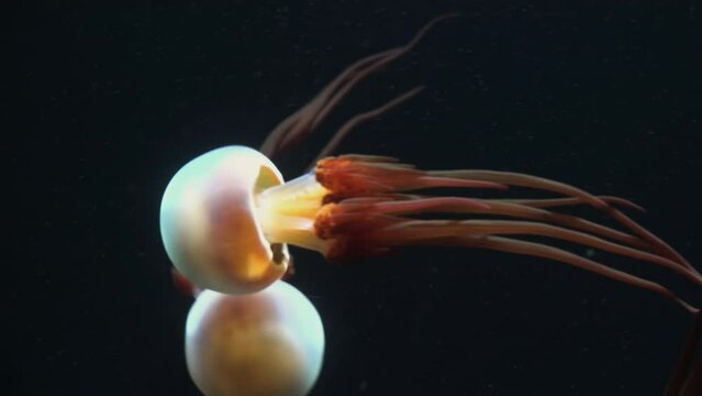 Flame Jellyfish (Rhopilema Esculentum)Float In The Water With Beauty And Grace, ,Reduce Noise , Pro Rez 422,
