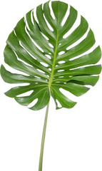 Monstera leaf cutout on transparent background.