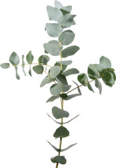 Eucalyptus leaf cutout on transparent background. © tanarch