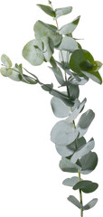 Eucalyptus leaf cutout on transparent background.
