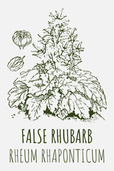 Obraz premium Vector drawings of FALSE RHUBARB. Hand drawn illustration. Latin name Rheum L. 