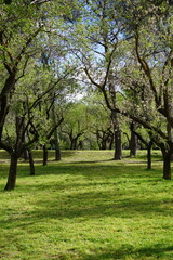Fototapeta na wymiar Trees and flowers from Parque Quinta de los Molinos in Madrid