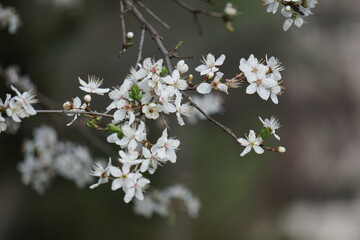 Trees and flowers from Parque Quinta de los Molinos in Madrid